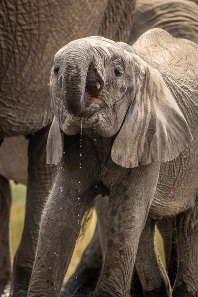 Manada de elefantes bebedores . — Foto de Stock
