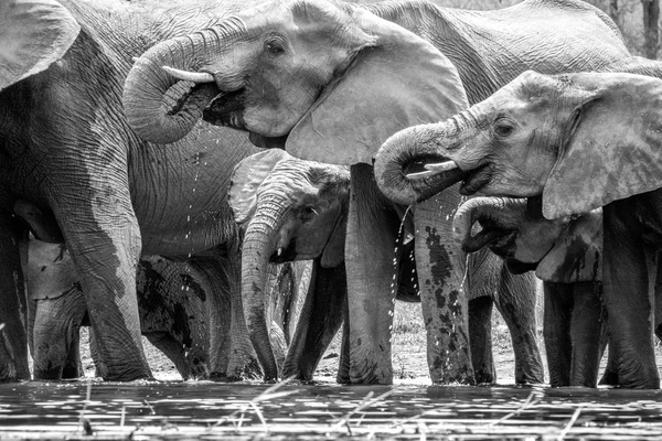 Troupeau d'éléphants en noir et blanc . — Photo