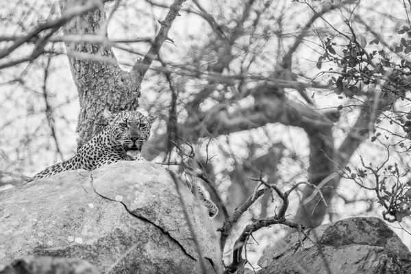 Leopard på klipporna i svart och vitt. — Stockfoto