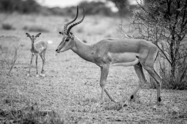 Male Impala in black and white. clipart
