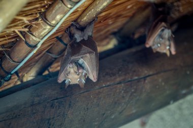 Epaulet bat hanging upside down. clipart