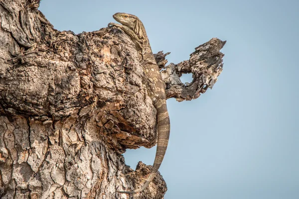 Felsenwächter in einem Baum. — Stockfoto