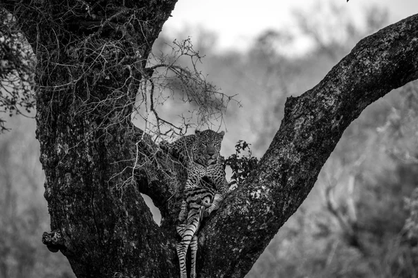 Leopard feeding on a zebra in a tree in black and white. — Stock Photo, Image