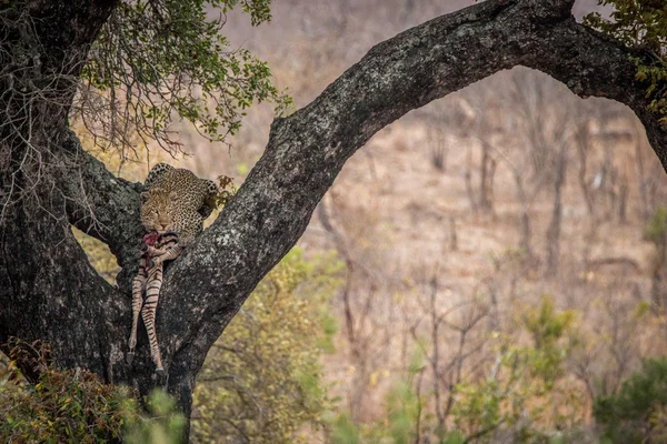 Leopard som livnär sig på en zebra i ett träd. — Stockfoto