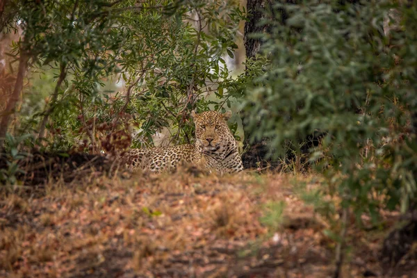 Leopardo tendido en la hierba . — Foto de Stock