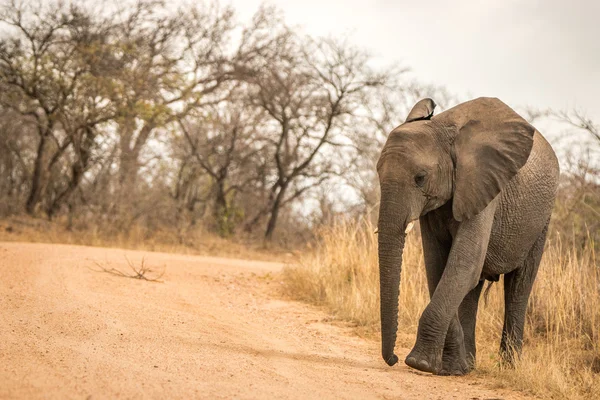 Ένας ελέφαντας το περπάτημα στο δρόμο. — Φωτογραφία Αρχείου