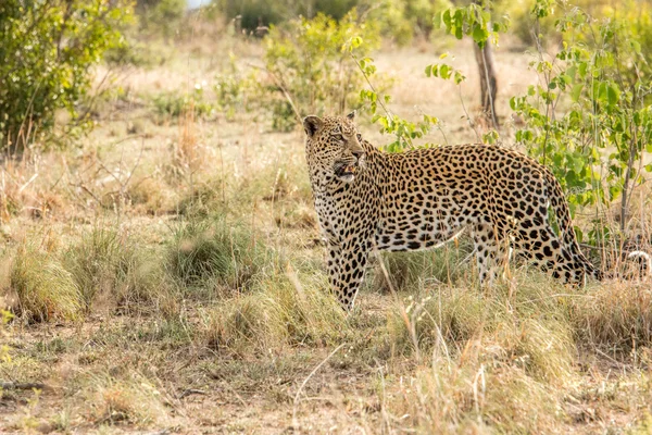 Leopard a fűben járás. — Stock Fotó