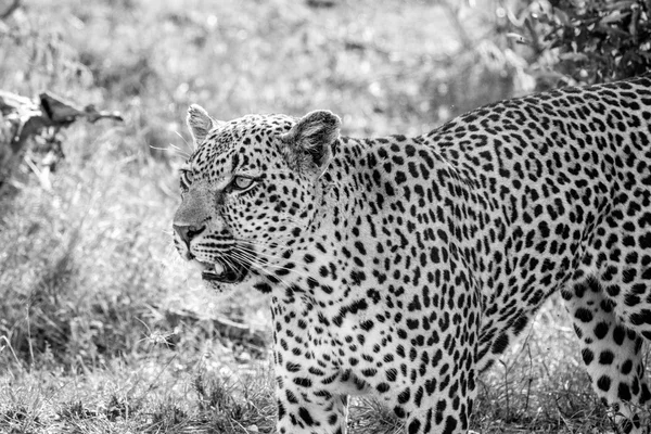 Leopard, chodzenie na trawie w czerni i bieli. — Zdjęcie stockowe