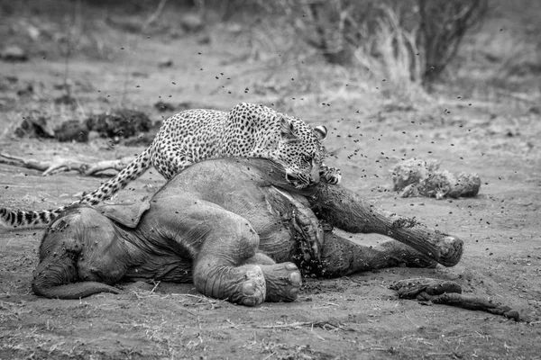Leopardí krmení na mrtvém slonovi. — Stock fotografie