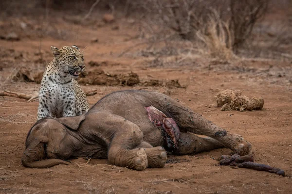 Λεοπάρδαλη στέκεται στο ένα σφάγιο ελέφαντας. — Φωτογραφία Αρχείου