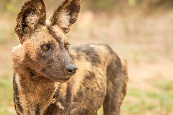 Met in de hoofdrollen Afrikaanse wilde hond. — Stockfoto