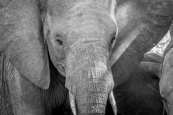 Gros plan d'une tête d'éléphant en noir et blanc . — Photo