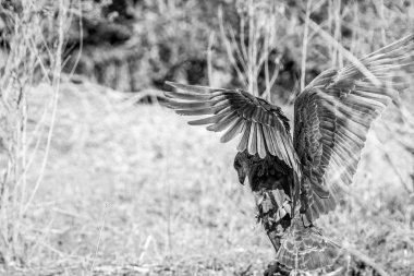 Kanat germe Bateleur.