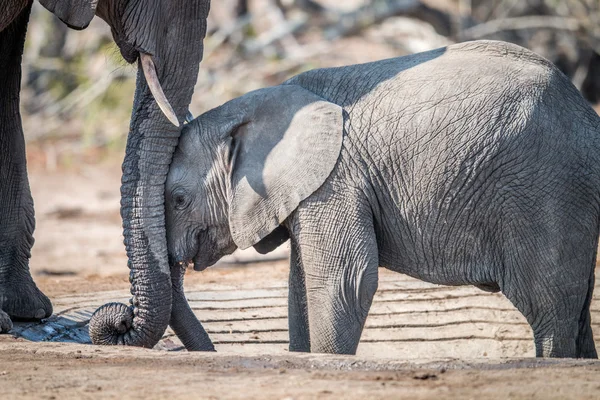 Bebé elefante apoyado en el tronco de las madres . — Foto de Stock