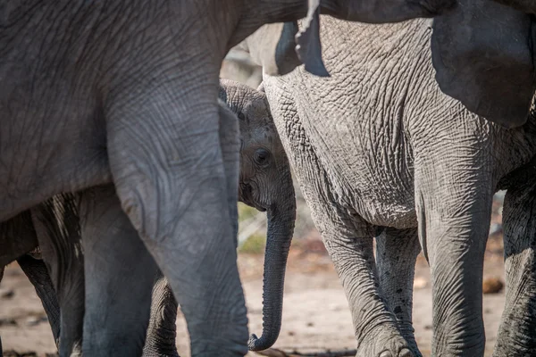 Elefante bambino tra il branco . — Foto Stock