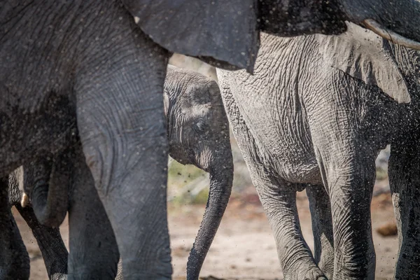 Baby Elephant mellan besättningen. — Stockfoto