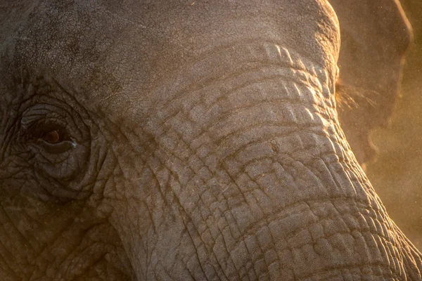Närbild av en elefant öga. — Stockfoto