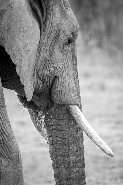 Side profile of an Elephant in black and white. — Stock Photo, Image