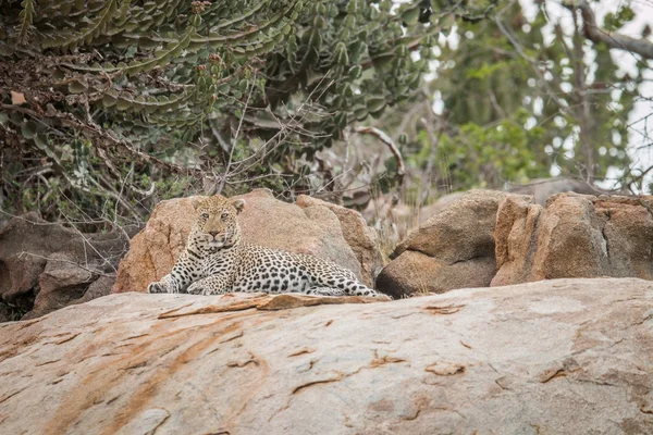 Леопард на скелях . — стокове фото