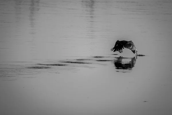 Afrikanischer Darter fliegt über das Wasser. — Stockfoto