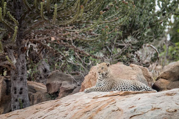 Leopard auf den Felsen. — Stockfoto