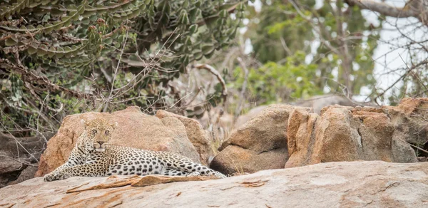 Leopardo en las rocas . — Foto de Stock