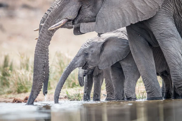 Manada de elefantes bebedores . — Foto de Stock