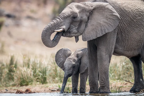 Drinking herd of Elephants. — Stock Photo, Image