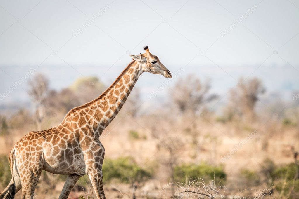 Giraffe walking in the bush.