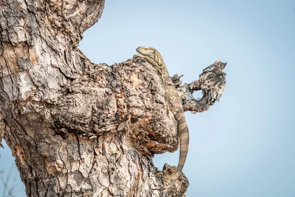 Rock monitor i ett träd. — Stockfoto