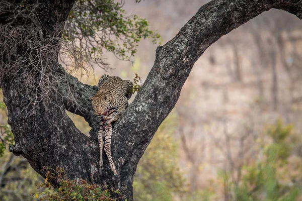 Leopardí krmení na zebra na stromě. — Stock fotografie