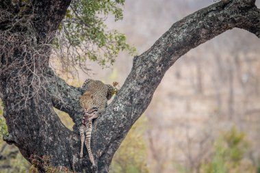 Ağaçta bir zebra beslenirler leopar.