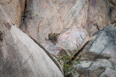 Kayalar üzerine oturan leopar yavrusu.