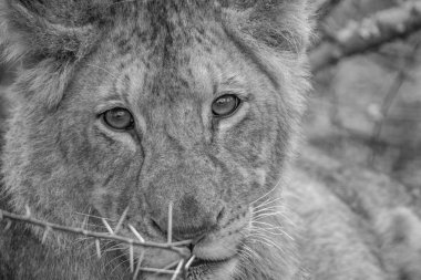 Aslan yavrusu siyah beyaz yıldızı.