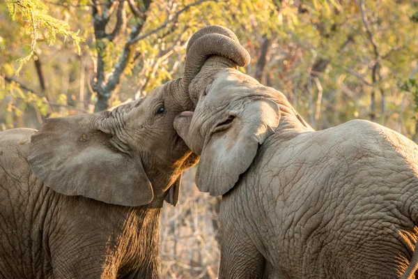 Dois elefantes ligação . — Fotografia de Stock
