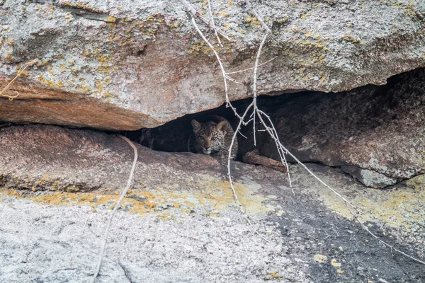 Leopard cub hiding in a cave. — Stock Photo, Image