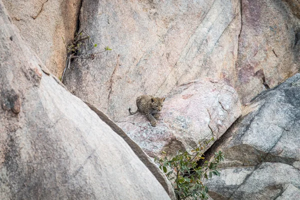Cucciolo di leopardo seduto sulle rocce . — Foto Stock