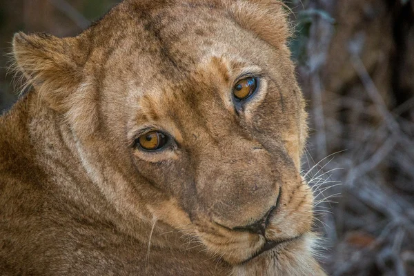 Leão fêmea olhando para trás . — Fotografia de Stock