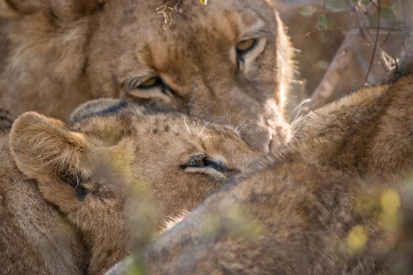 Leeuwen voeden op een karkas van Buffalo. — Stockfoto