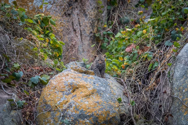 Kameraya yıldızı leopar yavrusu. — Stok fotoğraf