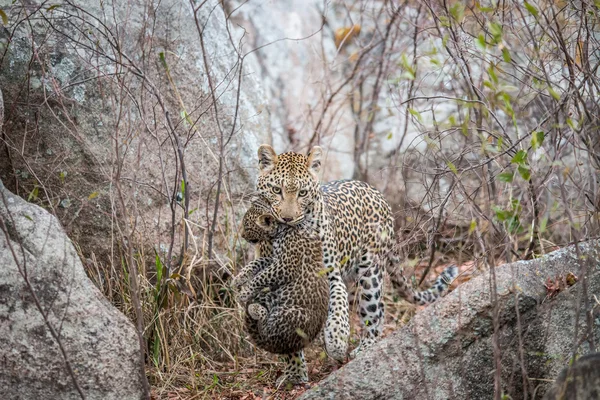 Léopard portant un ourson . — Photo