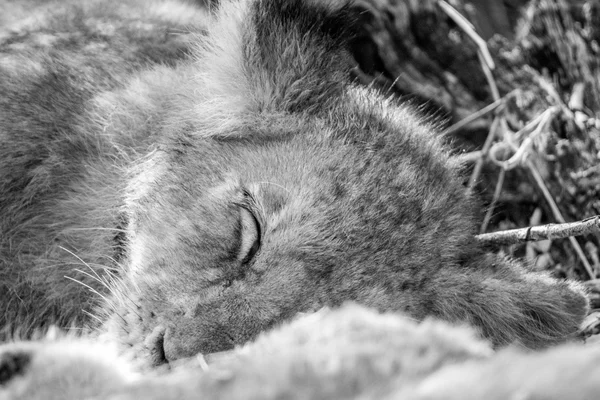 Спящий львенок в черно-белом . — стоковое фото