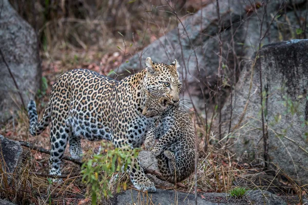 Leopardo carregando um filhote . — Fotografia de Stock