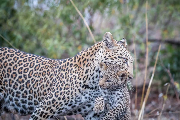 Leopard, niosąc cub. — Zdjęcie stockowe