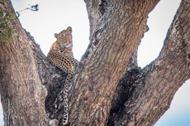 Bir ağaçtan seyir leopar.
