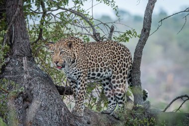 Bir ağaçtan seyir leopar.