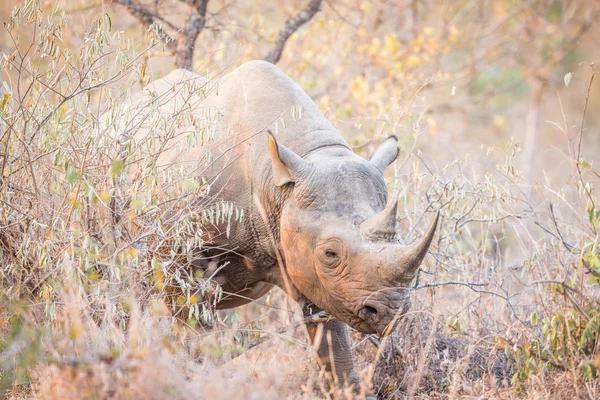 Rinoceronte negro no mato . — Fotografia de Stock