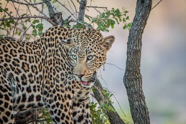 Leopardo mirando desde un árbol . — Foto de Stock