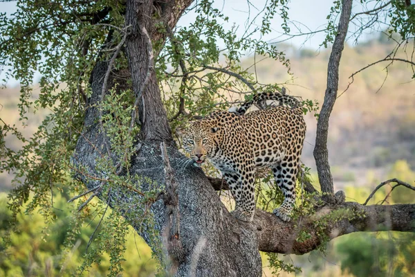 Leopard looking out of a tree. — Stock Photo, Image