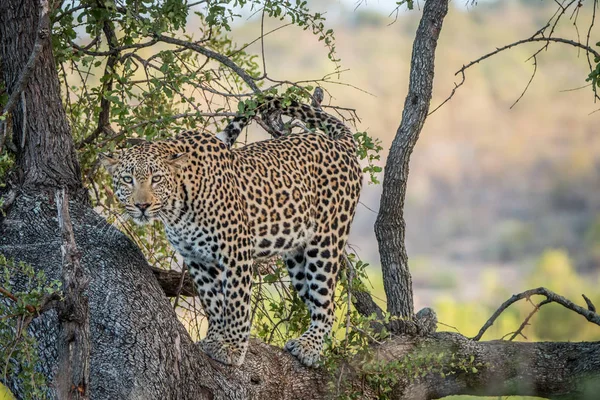 Λεοπάρδαλη ψάχνει έξω από ένα δέντρο. — Φωτογραφία Αρχείου